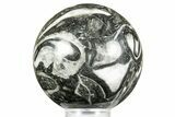 Polished Marine Fossil Sphere #371235-1